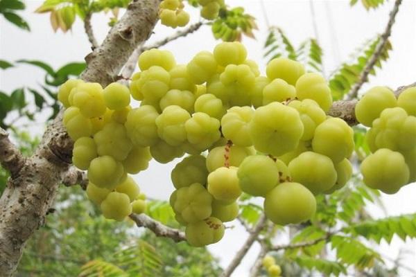 Chọn quả chùm ruột to, mọng để làm mứt chùm ruột 